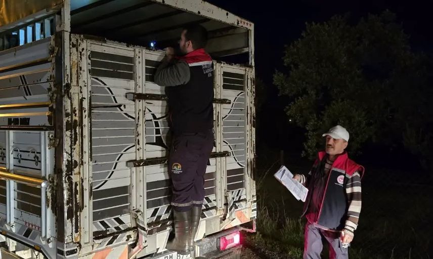 Aydın'da pazar kayıtlarına sıkı takip: küpesiz hayvan kabul edilmiyor