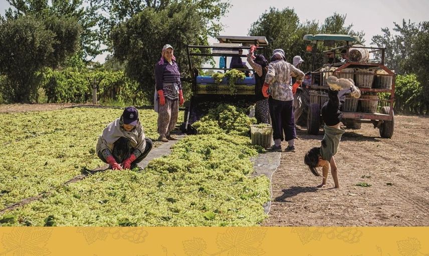 Manisa'nın bağ bozumu serüvenine hayat veren fotoğraflar ödüllendirildi