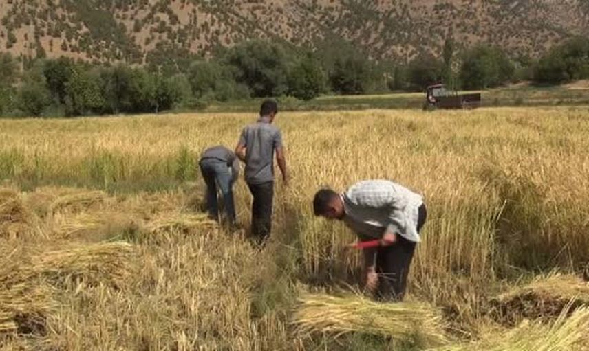 Yüzyıllık ata tohumu ve imece geleneğiyle Şeyhciman pirinci hayat buluyor