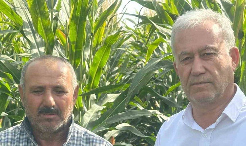 Araban ovasında yaban domuzu sürüleri çiftçileri uyarıyor