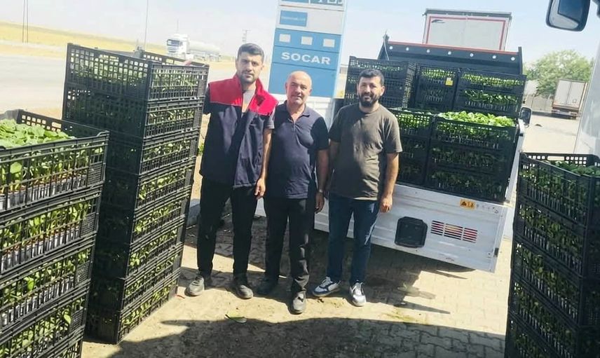 Cizre'de üretim canlanıyor: çiftçilere yüzde 75 hibe ile fide dağıtımı