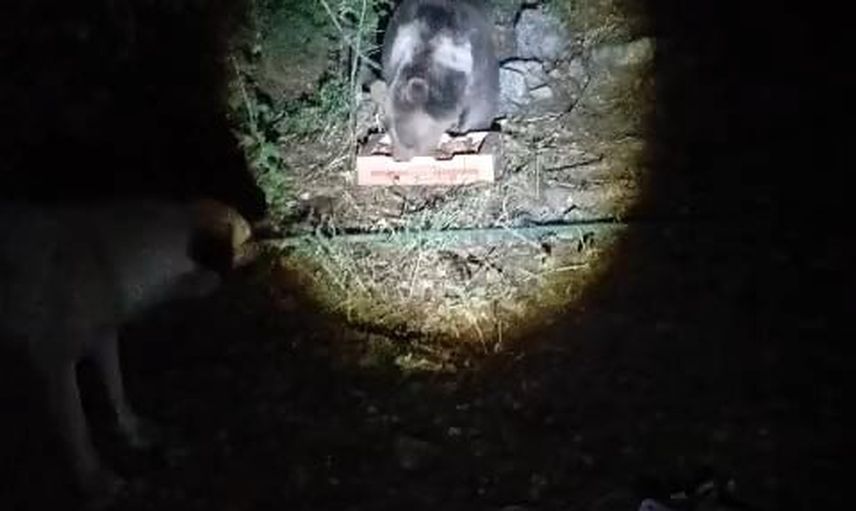 Ayı, Munzur Vadisi'nde köpeklerin havlamasına aldırış etmeden yemeğini yedi