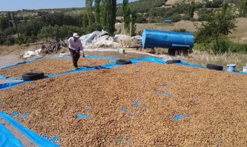 Demirci'de badem hasadı: sabahın ilk ışığında bereket