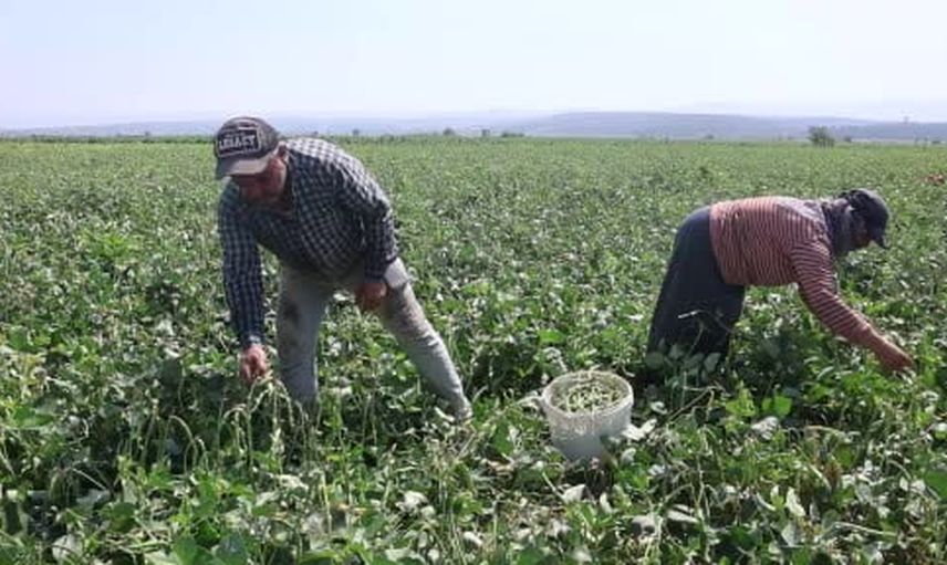 hatay'da lübye hasadı başladı: tarlada ucuz, rafta yüksek fiyat