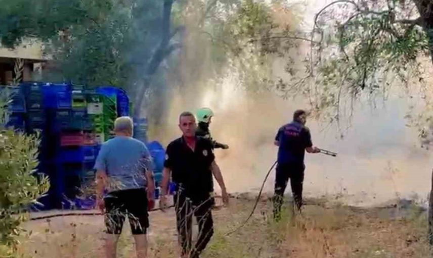 Milas'ta Burgaz yakınlarındaki zeytinlikte çıkan yangın kısa sürede kontrol altına alındı