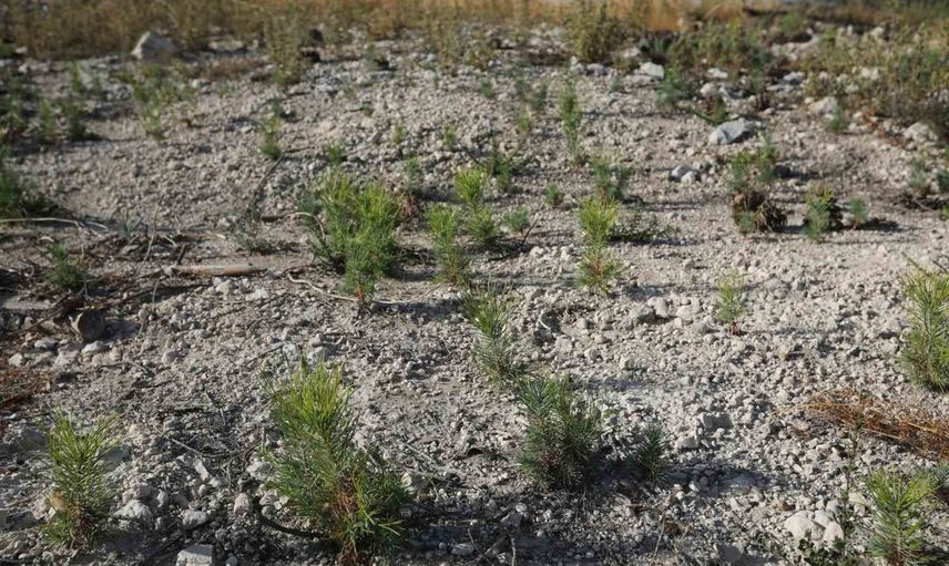 Manisa'da yangından zarar gören 260 hektar yeniden ağaçlandırılıyor