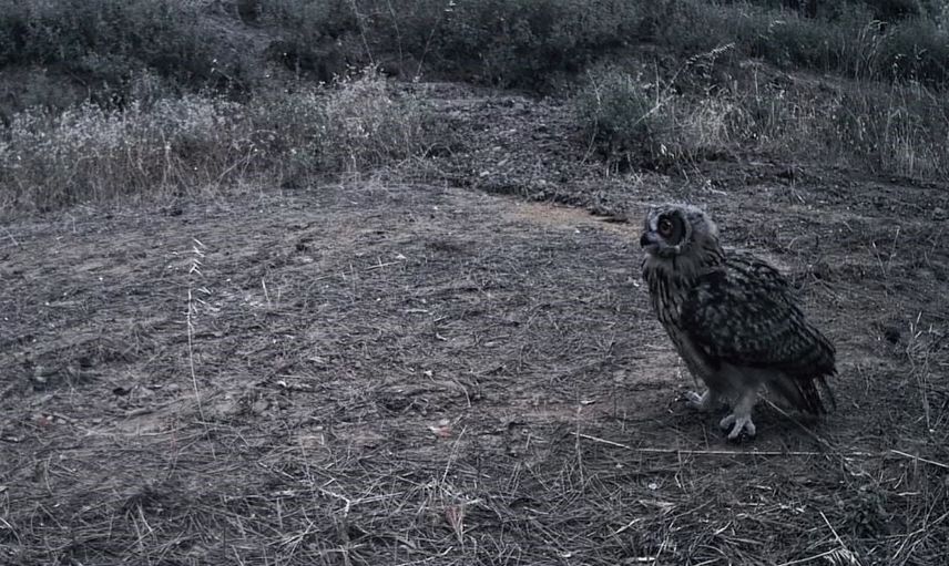 Ganos dağlarında gece gündüz: fotokapanlar yaban hayatının ayrıntılarını kaydetti