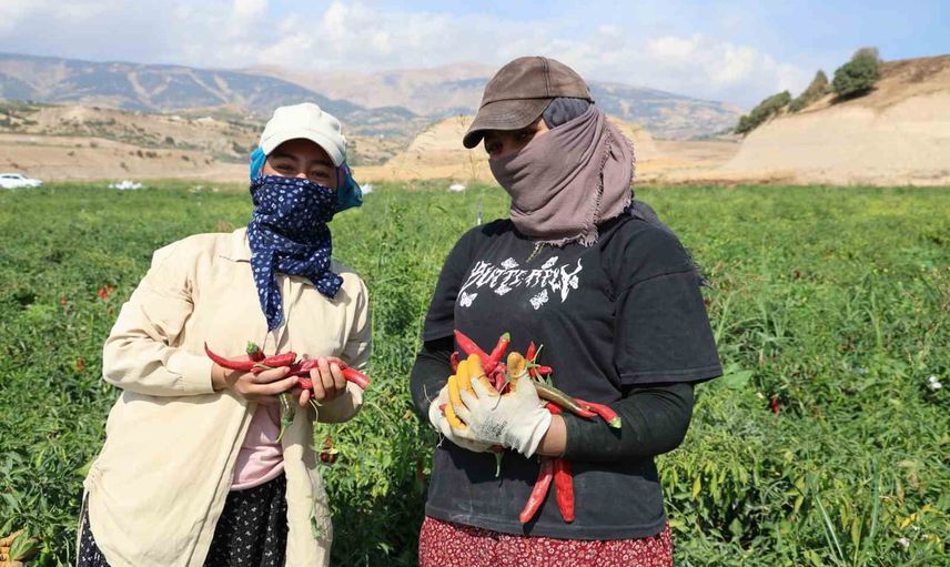 Maraş biberinde hasat başladı: güneş altında pul, toz ve isot yolculuğu