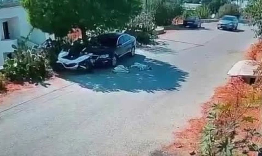 Bodrum'da görüntülere yansıyan olay: yolda yatan iki köpeğin üzerinden geçen araç aranıyor