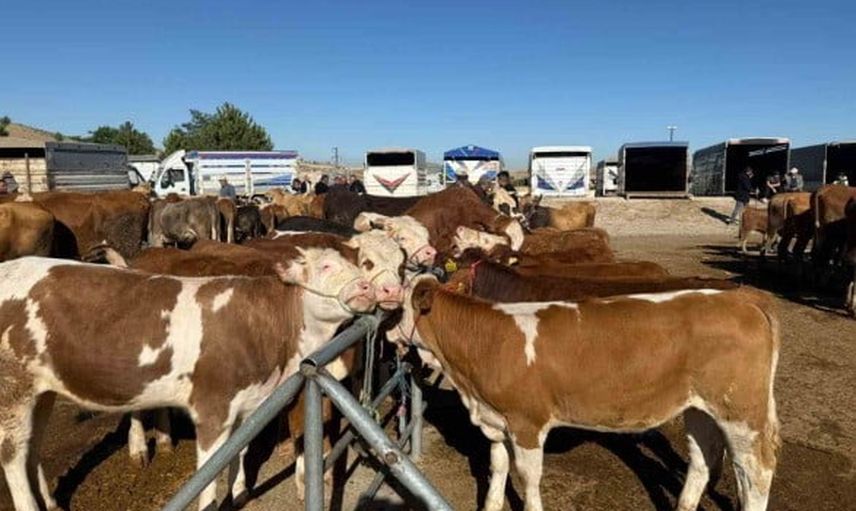 Yozgat'ta hayvan pazarları Sorgun hariç yeniden hizmete girdi
