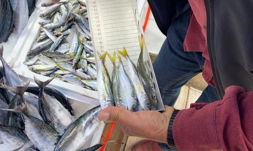 Sinop'ta av sezonuyla birlikte perakende balık satışlarına denetim
