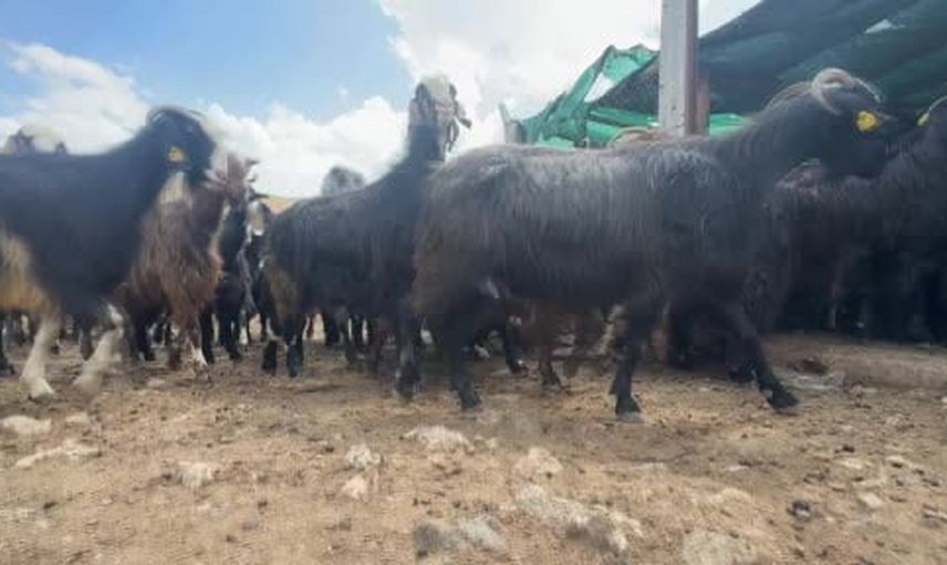 Yörük yaylalarında kırkım geleneği sürüyor, kıl çoğunlukla çöpe gidiyor