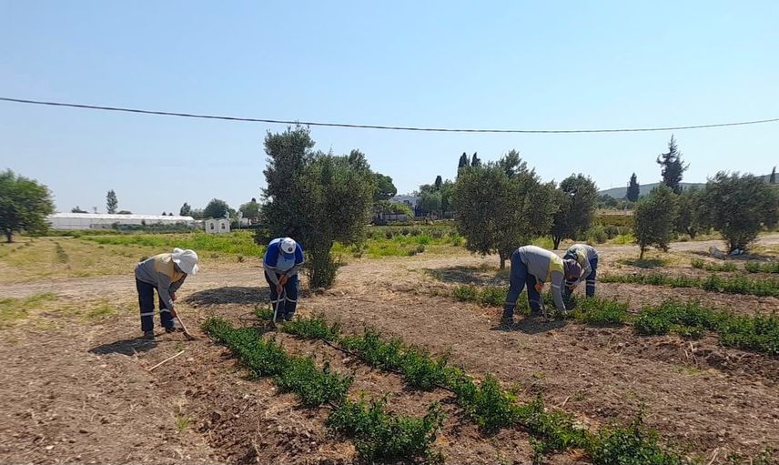 Şehir peyzajından aromaya: Didim'in yerel üretim ağı