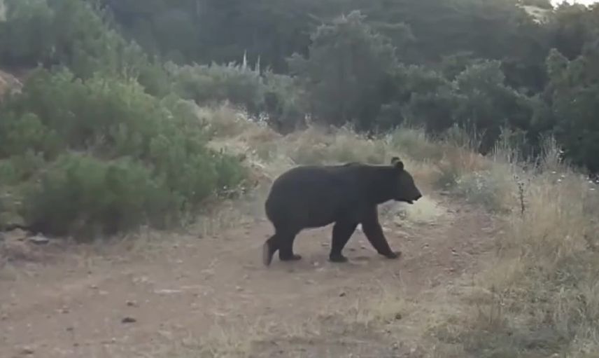 Fotokapanlar Çankırı ormanında ayının besin arayışını kaydetti