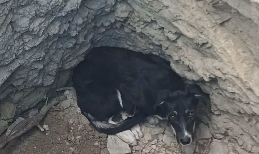 Karabük'te merdiveni omuzladılar: itfaiye 10 metrelik kuyudan köpeği çıkardı