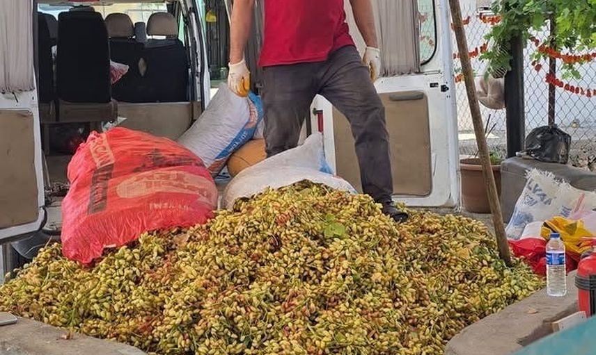 Çermik’te fıstık sezonu açıldı, üreticiler erkene karşı uyarıyor