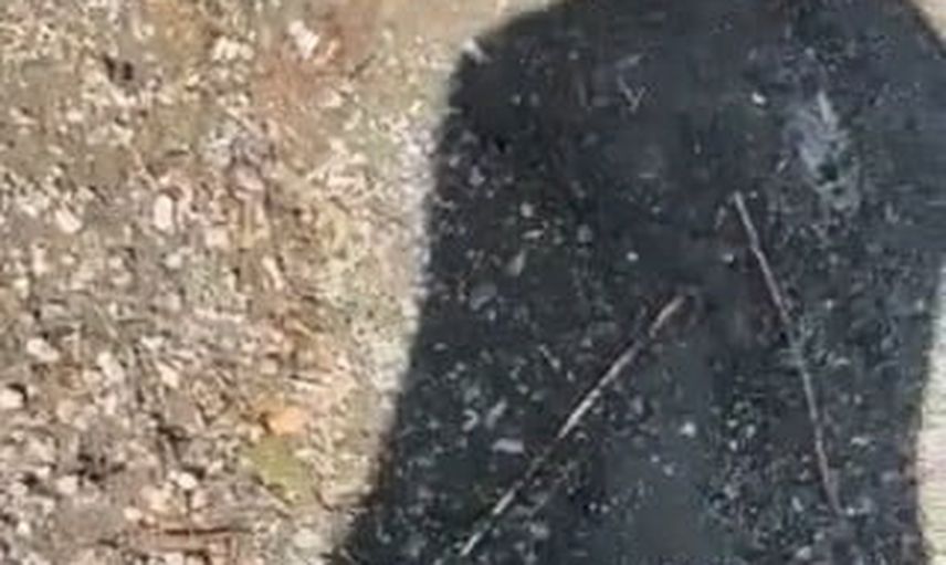 Tatilde şaka oyunu göl kıyısında kovalamacaya dönüştü