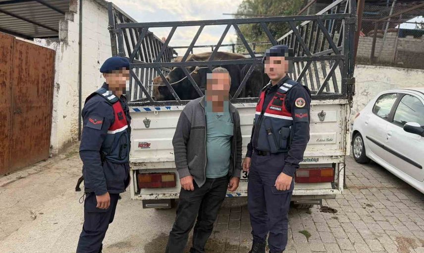 Koçarlı'da çalınan dört büyükbaşın satışını gerçekleştiren şüpheli tutuklandı