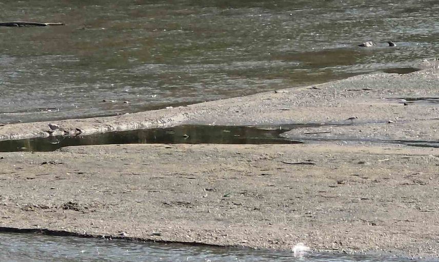 Tunca Nehri'nde su çekildi, kum adacıkları ve kuşların molası