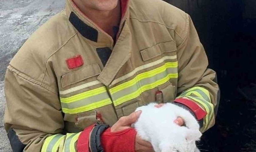Hatay'da araç motorlarında mahsur kalan kediler itfaiye tarafından kurtarıldı
