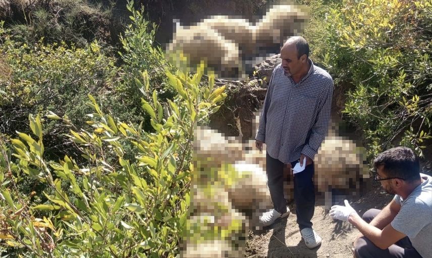 Yaylada panik anı: yabani hayvandan kaçışta 40 koyun telef oldu