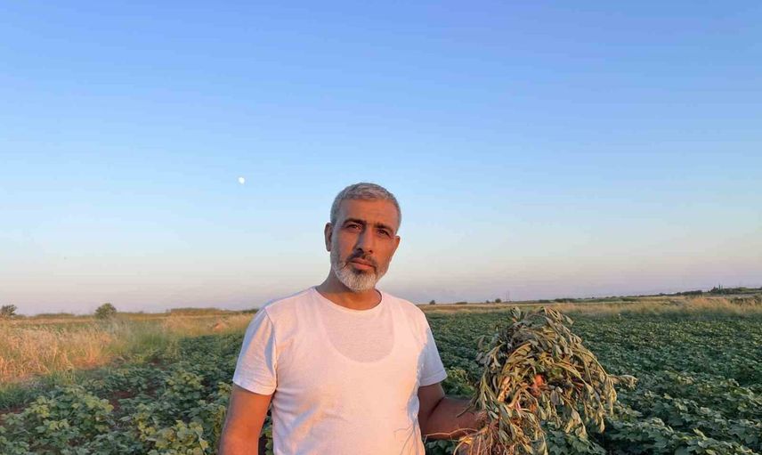 Almanya'da pırpar kokusu: Urfa bostanası masaya geldi