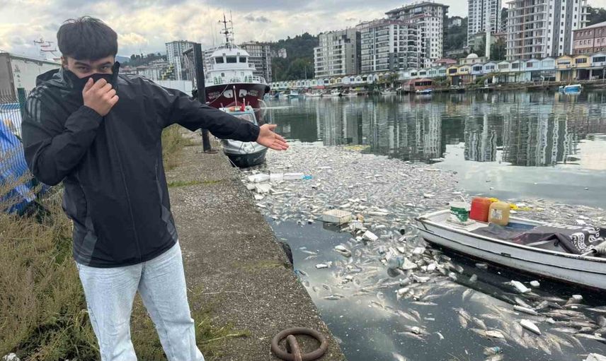 Bolluk limanda çileye dönüştü: palamutlar denize boşaltıldı