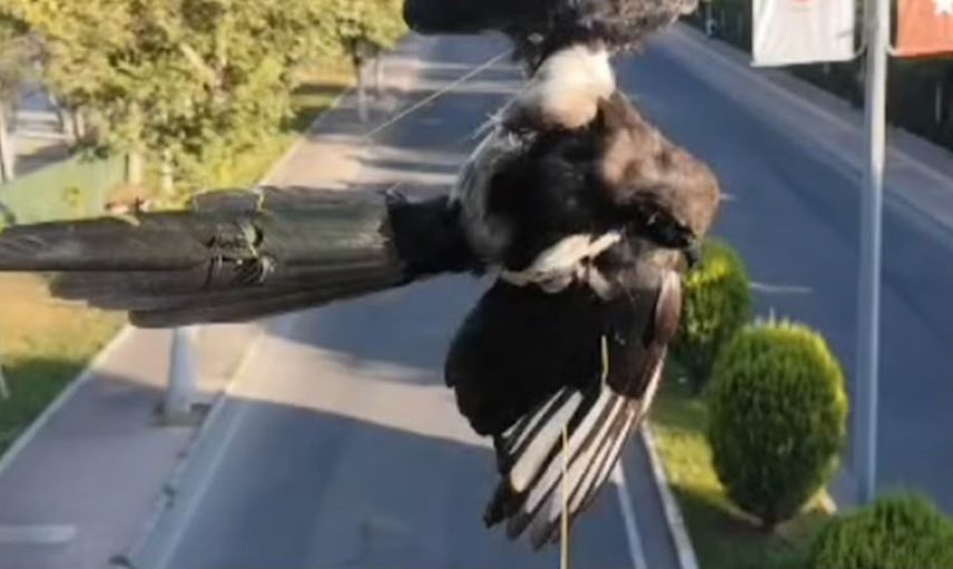 İple çevrili kuş itfaiyenin müdahalesiyle özgürlüğüne kavuştu