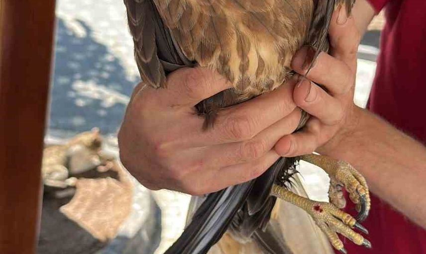 İhsangazi'de yaralı şahin doğa koruma ekiplerine teslim edildi