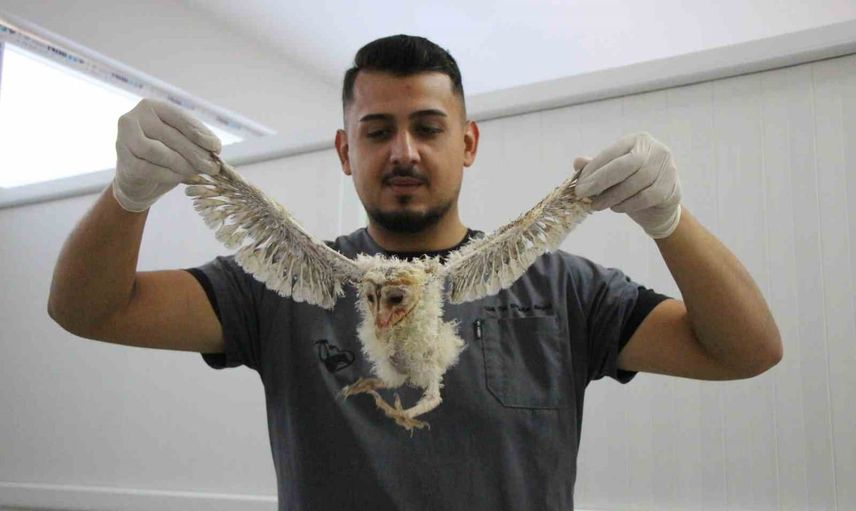 Barınağın minik maskotları: üç peçeli baykuşun günlük bakımı