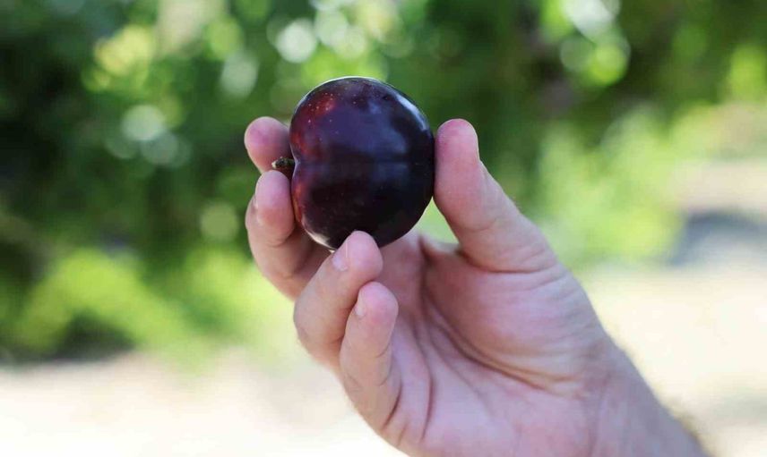 Kampüste hasat: öğrenciler uygulamalı tarımla meyve topladı