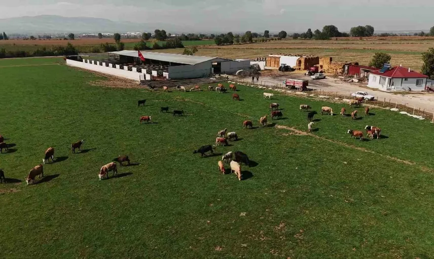 Amasya’da 200 binden fazla büyükbaş hayvan şap aşısı programına alındı