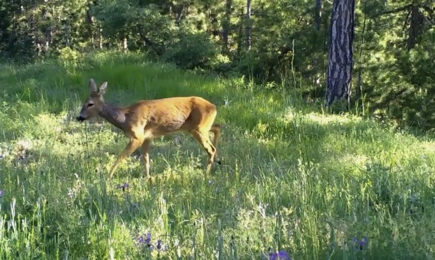 Çankırı ormanlarında nesli tehlike altında türler fotokapanlara yansıdı