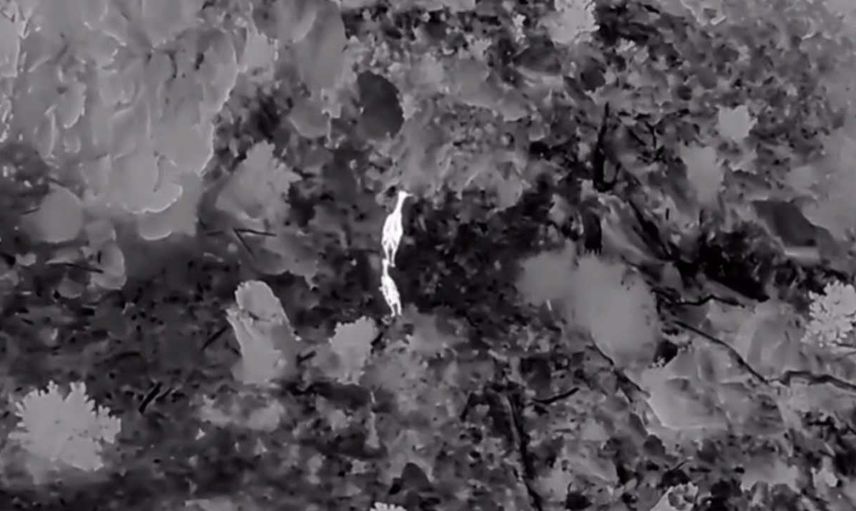 Akdağ’da kızıl geyiklerin izine termal dronlarla girildi