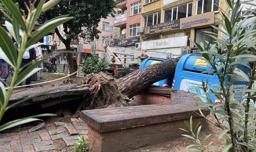 İzmit'te parktaki devrilen ağaç sokağı kapattı, olası faciadan dönüldü