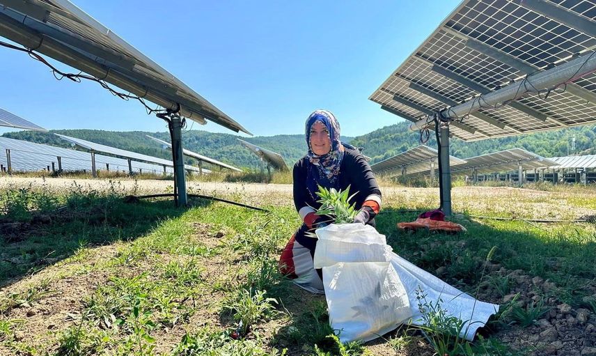 Ladik’te güneşle tarım birlikteliği: agrivoltaikte hasat başladı