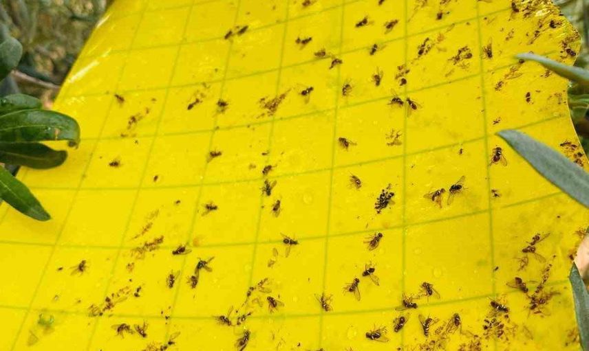 Salihli üreticilerine zeytin sineğine karşı dikkat çağrısı