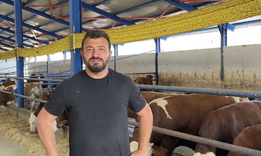 Yayladan gelen dana kamyona binmeyi reddetti, uzun uğraşla yakalandı