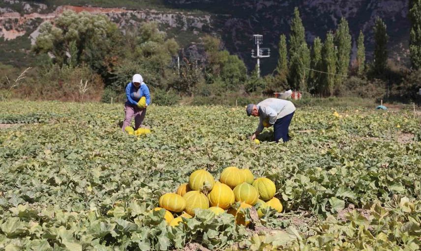 Menteşe'de yayla kavunları ve ata tohumlu sebzelerin hasadı başladı