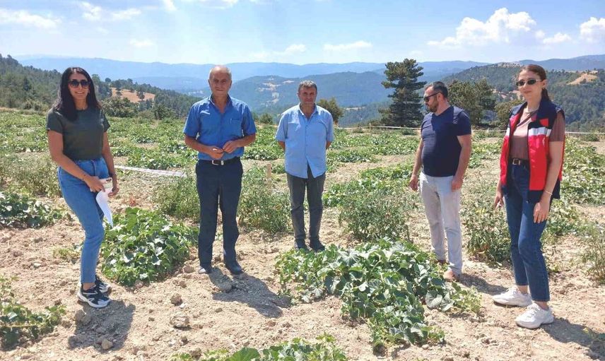 Emet'te Göncek köyünde organik kavunda kalite ve sürdürülebilirlik denetimi