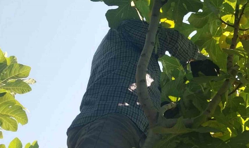 Hasat bitti: Mut'ta incir üreticisinin yüzü güldü