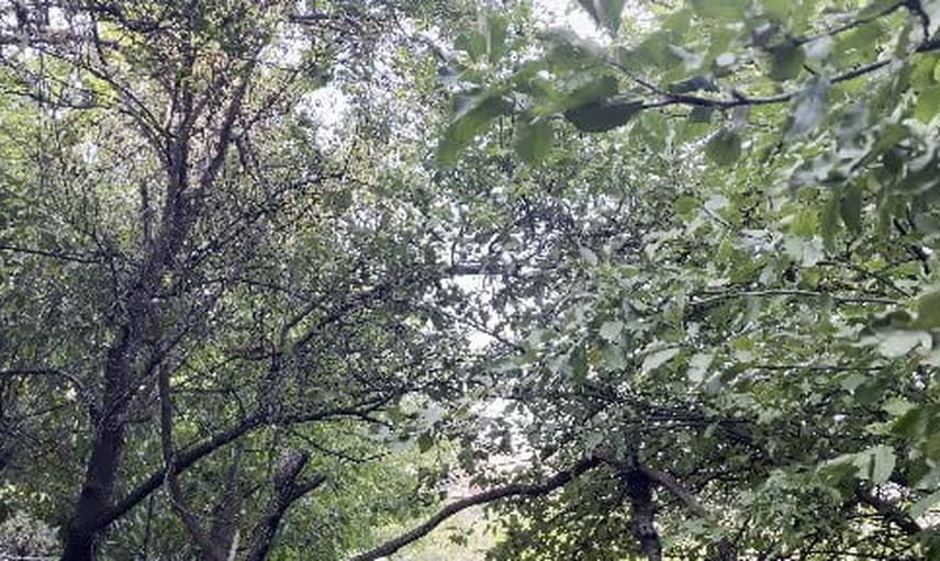 Bahçede korkusuz dolaşan sincap Bingöl'de ilgi odağı oldu