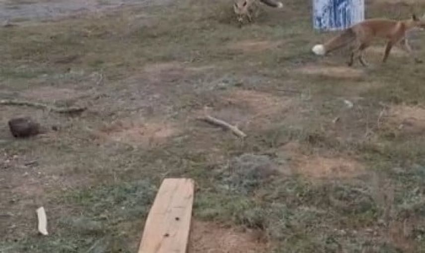 Eski istasyonda beklenmedik misafirler: üç tilki kovan taşıyan vatandaşı yalnız bırakmadı