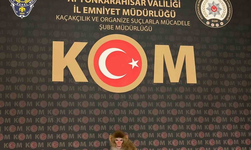 Nesli tükenmekte olan Rhesus makak evde yakalandı