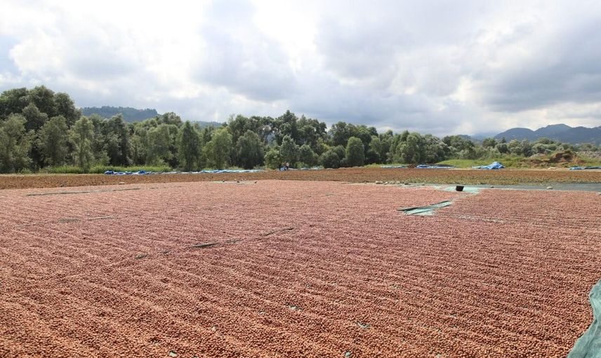 Ordu'da fındık üretimi bilim ve teknikle işletmeye dönüşüyor