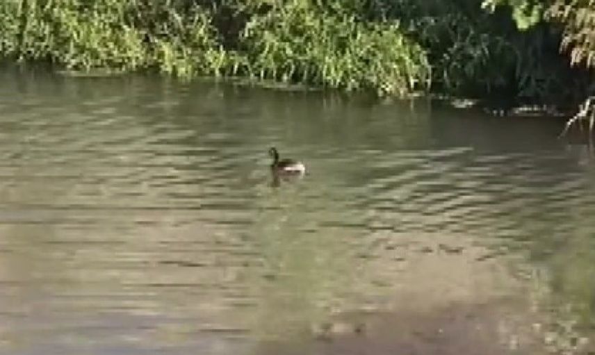 Narlı Ovası'nda su kuşlarının yaşamı görüntülendi