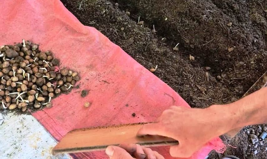 Pazarlar'da salep ekiminde saha denetimi ve üreticiye teknik destek