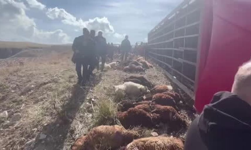 Tekman virajında tır devrildi, 130 küçükbaş telef oldu