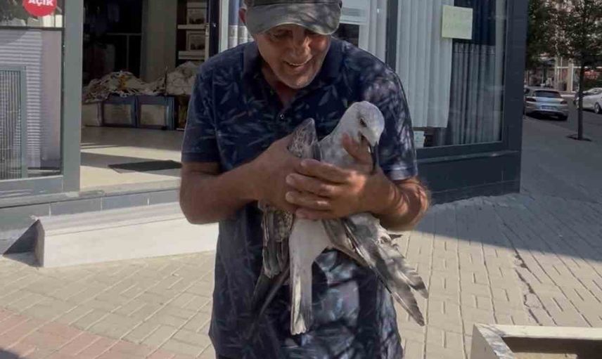 Çorlu'da bitkin martıya şefkat: kolunu ısırdı ama su içirdi