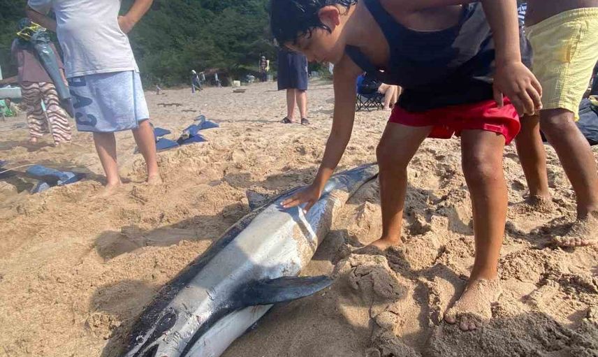 Amasra'da sahile vuran ölü yunusa çocukların şefkati